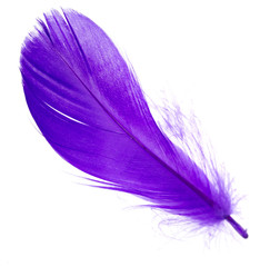 Beautiful blue feather on white background