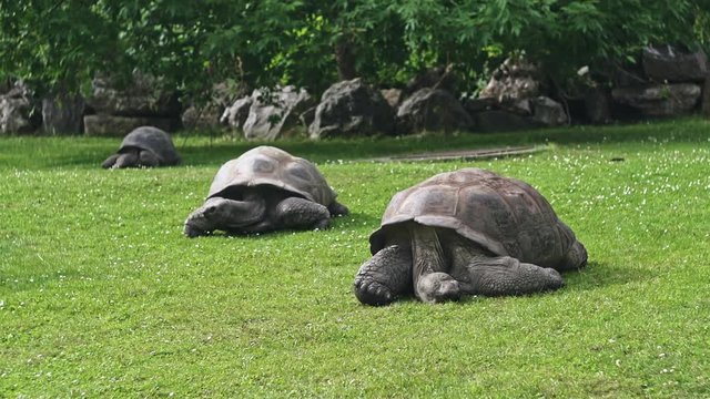 Aldabra Giant Tortoise