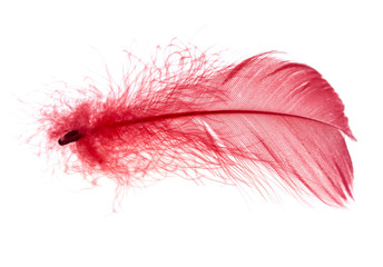 Red feather isolated on white background