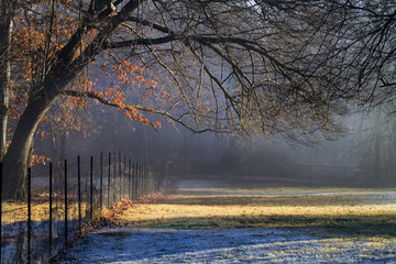 Spring in the country, oak tree, frost, new grass