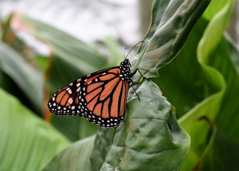 Orangener Schmetterling auf einem grünen Blatt sitzend