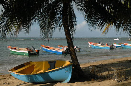 Bateaux de p&ecirc;cheurs color&eacute;s &agrave; l'abri des palmiers sur la plage de Tartane, Martinique, Cara&iuml;bes