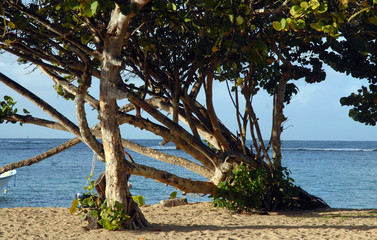 Tartane, Martinique, arbre couch&eacute; sur la plage et la mer des Cara&iuml;bes