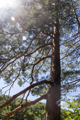 photo image of pine branch on the mountains background in summer day