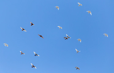 A flock of pigeons are flying in the blue sky