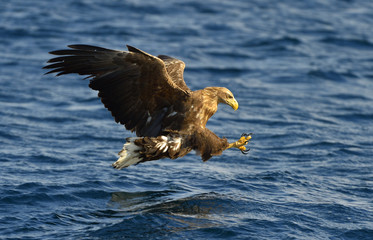 White-tailed eagle in flight, fishing. Adult white-tailed eagle (Haliaeetus albicilla), also known as the ern, erne, gray eagle, Eurasian sea eagle and white-tailed sea-eagle