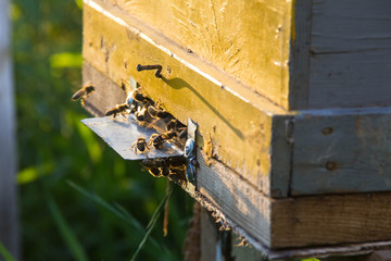 The sun shine at the entrance of an old beehive, close up. Bees ready to start pollinating plants