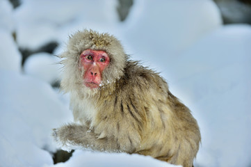 Snow monkey. The Japanese macaque.  Scientific name: Macaca fuscata, also known as the snow monkey.
