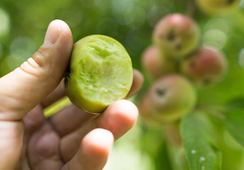 Juicy apple in hand in the garden