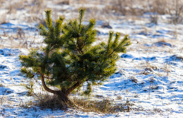 Young pine in the winter at dawn