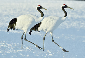 Dancing Cranes. The red-crowned crane (Scientific name: Grus japonensis), also called the Japanese crane or Manchurian crane, is a large East Asian crane.