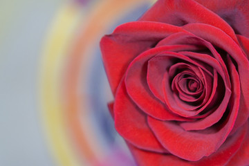 Fototapeta na wymiar Red rose macro
