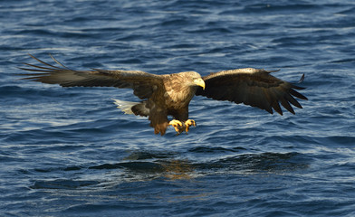 White-tailed eagle in flight, fishing. Adult white-tailed eagle (Haliaeetus albicilla), also known as the ern, erne, gray eagle, Eurasian sea eagle and white-tailed sea-eagle