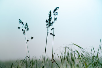 grass of the field in the fog