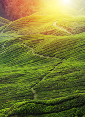 Tea Plantation – Amazing HDR
