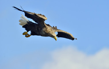 White-tailed eagle in flight, fishing. Adult white-tailed eagle (Haliaeetus albicilla), also known as the ern, erne, gray eagle, Eurasian sea eagle and white-tailed sea-eagle