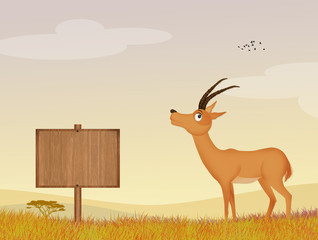 illustration of antelope in the jungle