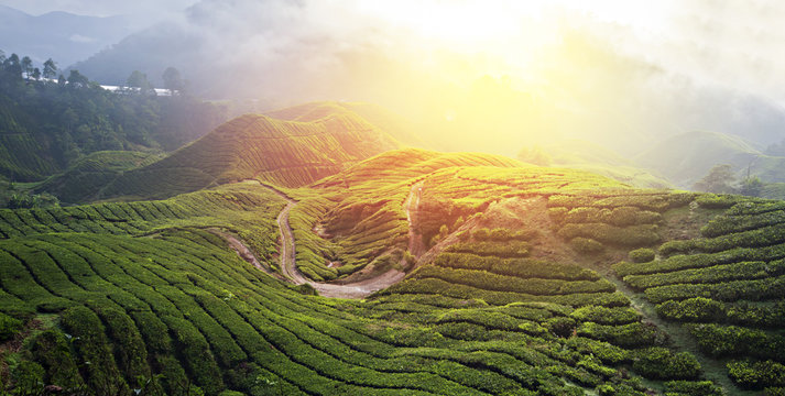 Tea Plantation – Amazing HDR