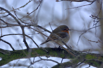 Robin ( Erithacus rubicola )