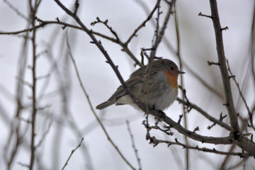 Fototapeta premium Robin ( Erithacus rubicola )