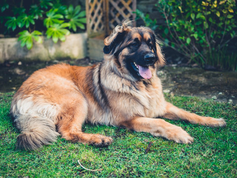 Big Leonberger dog on the lawn