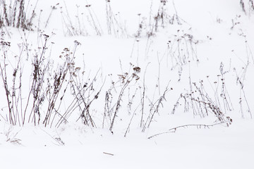 Dry grass in snow on nature in winter