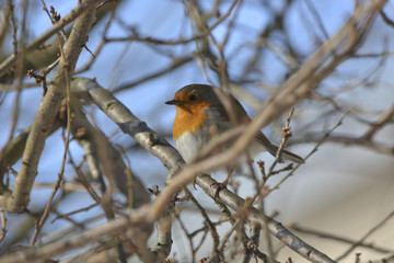 Robin ( Erithacus rubicola )