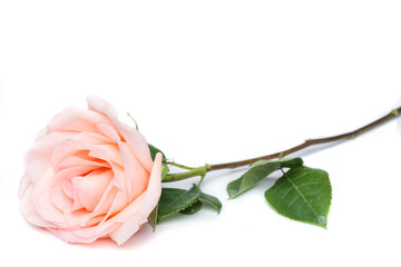 Close-up of one beautiful pink rose on white background with copy space.
