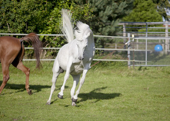 Obraz na płótnie Canvas white arabian horse jumps on pasture