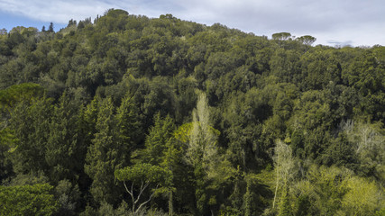 Aerial view of a dense forest on the slopes of a mountain. There are many trees that color the environment green. There is nobody in this beautiful sunny day. The sky is blue and cloudy.