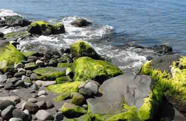 Fototapeta na wymiar Bords de mer, rochers et algues verte, Martinique