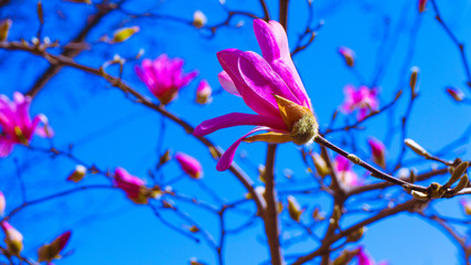 Washington DC Flowers 019