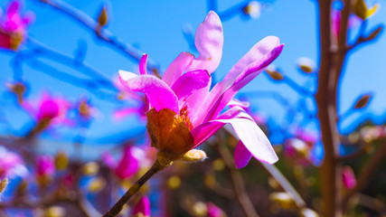 Washington DC Flowers 017