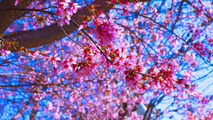 Washington DC Flowers 008