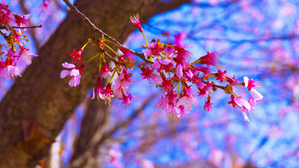 Washington DC Flowers 006