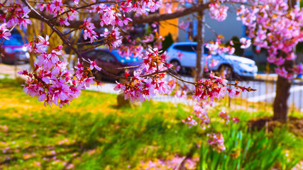 Washington DC Flowers 005