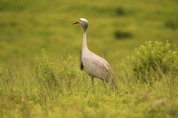 Blue Crane in the South African grasslands