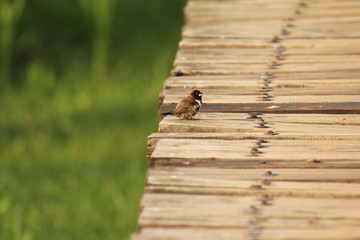 Bird sitting on a wooden walkway
