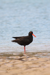 African Black Oystercatcher in the water