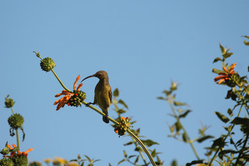 Sunbird on wild dagga plant