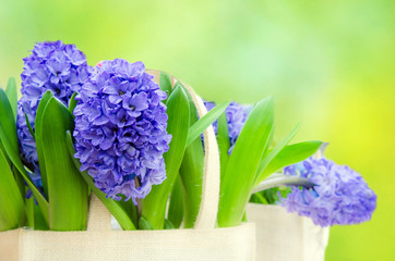 Magnificent spring still life with flowers by hyacinths in the background of a salad background
