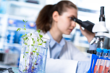 technician in the laboratory of plant genetics investigates the sprout of soybean