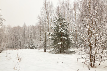 Belarus, Grodno, Snowy fairy forest around Molochnoe Lake.
