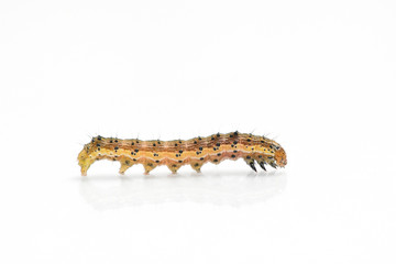 Beautiful caterpillar yellow-brown on a white background with reflection. Side view