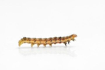 Beautiful caterpillar yellow-brown on a white background with reflection. Side view
