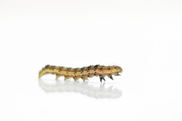 Beautiful caterpillar yellow-brown on a white background with reflection. Side view
