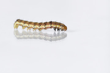 Beautiful caterpillar yellow-brown on a white background with reflection. Side view