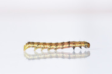 Beautiful caterpillar yellow-brown on a white background with reflection. Side view
