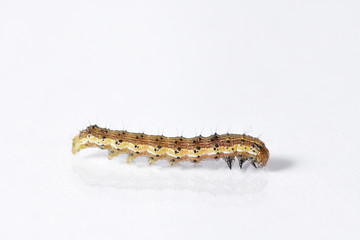 Beautiful caterpillar yellow-brown on a white background with reflection. Side view