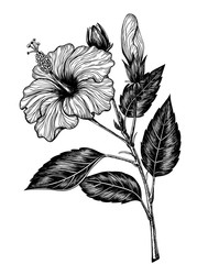Hand drawn hibiscus flower on white background. Element for design.